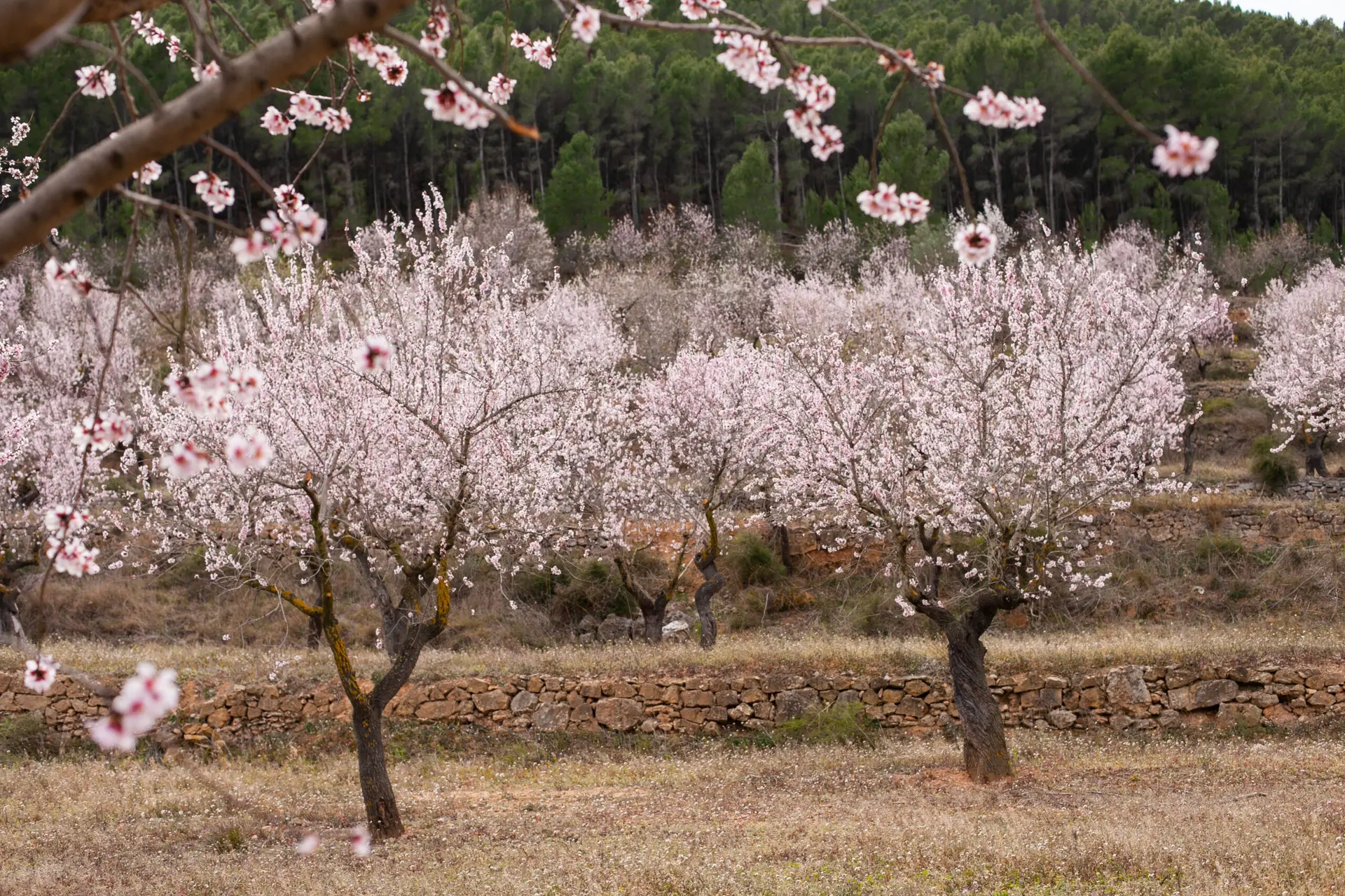 almond-trees-orchard-with-pastel-pink-blossoms-in-2026-01-07-00-43-08-utc