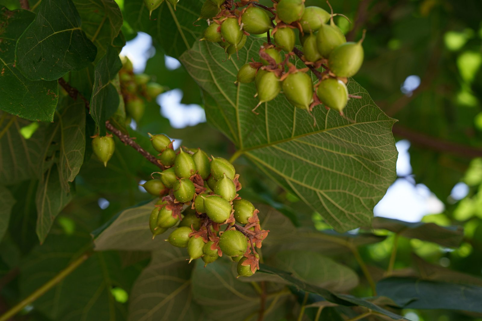 Leaves and fruits of Paulownia tomentosa. Images for gardening, landscape design, botany and natural history. It is often used as an ornamental plant, as well as for biofuel production and in the woodworking industry.